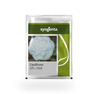 CFL 1522 Cauliflower Seeds by Syngenta - High Yield & Disease Tolerant
