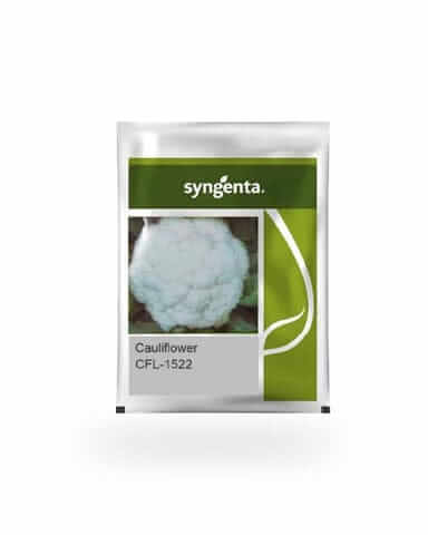 CFL 1522 Cauliflower Seeds by Syngenta - High Yield & Disease Tolerant