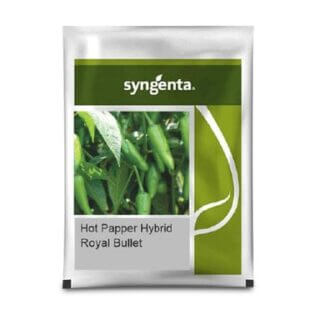 Syngenta Hybrid Hot Papper Royal Bullet Seeds
