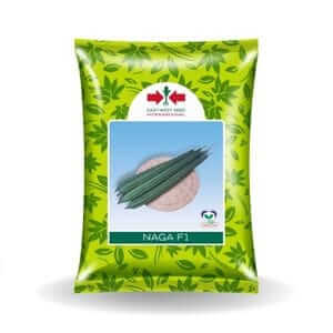 Naga Ridge Gourd Seeds – High Yield & Vigorous Growth Seeds