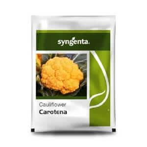 Carotena Cauliflower Seeds – Compact Yellow Curd & Ideal for Cool Climates