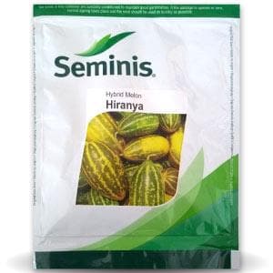 Hiranya Hybrid Melon-1 – Ideal for Sambhar Segment with Yellow-Green Striped, Sweet Fruit