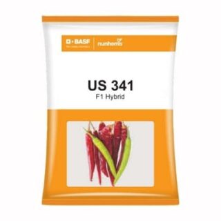 BASF Nunhems US 341 F1 Hybrid Chilli Early maturity, Semi- Erect, High Color Content