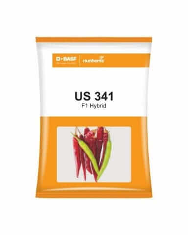 BASF Nunhems US 341 F1 Hybrid Chilli Early maturity, Semi- Erect, High Color Content