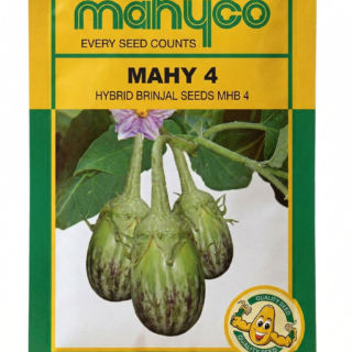 MAHY 4 MHB-4 BRINJAL Kisanjeevan