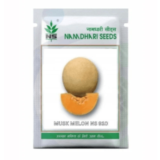 NS 910 F1 Hybrid Muskmelon Seeds: Early, High-Yield, Sweet Fruit