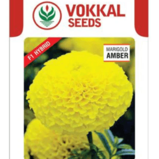 Vokkal Amber Marigold Seeds- Tall, Bushy, 60-90cm, Yellow Flowers, High Yield