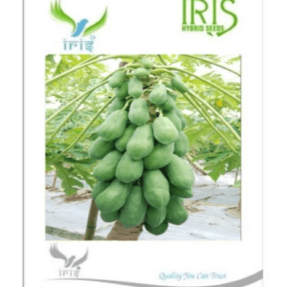 Iris Hybrid Papaya Seeds - Suitable for Gardening