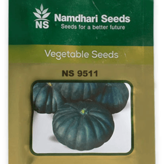 Pumpkin NS 9511 seed
