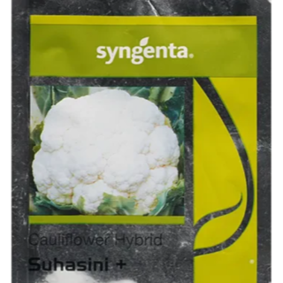 Suhasini Plus Cauliflower Seeds - Early maturity, Strong rapaid growth, Compact Curd
