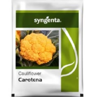 Carotena Cauliflower Seeds – Compact Yellow Curd & Ideal for Cool Climates