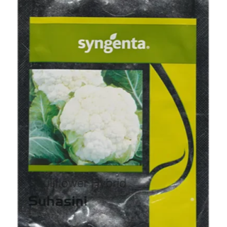 Suhasini Cauliflower Seeds - Early maturity, Sturdy Plant, Compact White Curd
