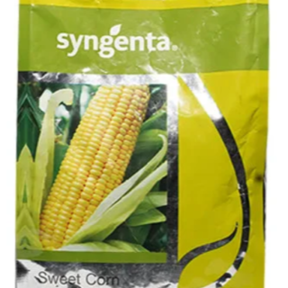 Sugar 75 Sweet Corn Seeds - Early maturity, Sweet, High Yield