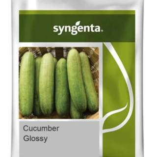 Syngenta Glossy Cucumber Seeds - High Yielding Cucumber Variety & Disease Tolerant