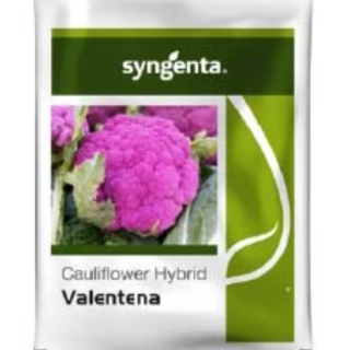 Syngenta Valentena Cauliflower Seeds – Purple Curd & Ideal for cool climate