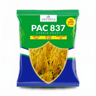 Advanta PAC837 HYBRID PADDY (RICE) -Kisanjeevan