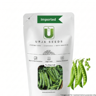Urja Matar Pea Seeds - Frost Tolerant, High Yield, Powdery Mildew Resistant -Kisanjeevan