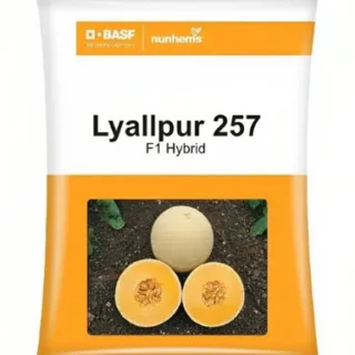 LYALLPUR 257 F1 hybrid Muskmelon Seeds -Kisanjeevan