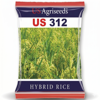 Advanta PAC837 HYBRID PADDY (RICE) -Kisanjeevan