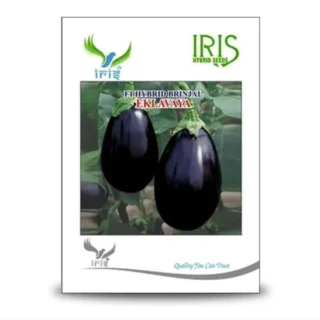 Iris Eklavya F1 Hybrid Brinjal Seeds – Shiny Black-Purple Fruits with Fewer Seeds-Kisanjeevan