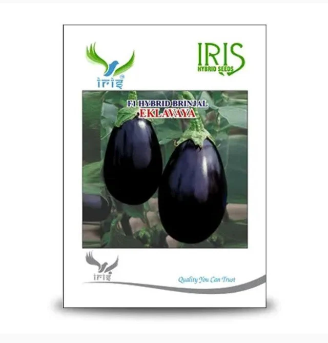 Iris Eklavya F1 Hybrid Brinjal Seeds – Shiny Black-Purple Fruits with Fewer Seeds-Kisanjeevan