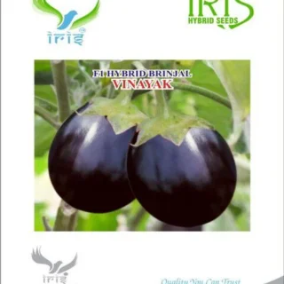 Vinayak F1 Hybrid Brinjal Seeds – Round to Oval, Purple Fruits, Wilt Tolerant-Kisanjeevan