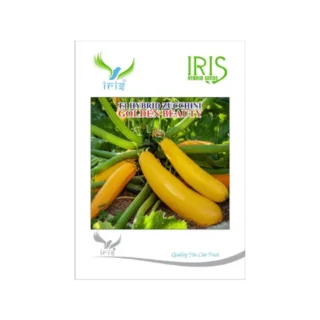 Iris Golden Beauty- Hybrid F1 Zucchini Seeds for High Yield & Sweet Fruits-Kisanjeevan