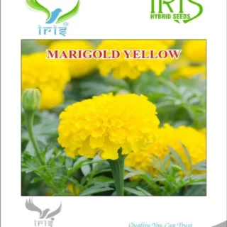 Iris Hybrid Marigold Yellow Seeds – Vibrant Double-Petal Flowers-Kisanjeevan