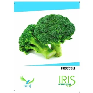 Iris Hybrid Broccoli Seeds - All Season, Balcony Friendly-Kisanjeevan