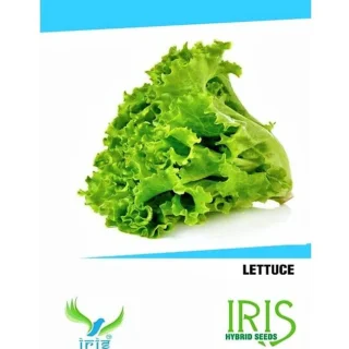 IRIS Hybrid Lettuce Seeds – Ideal for Terrace & Balcony-Kisanjeevan
