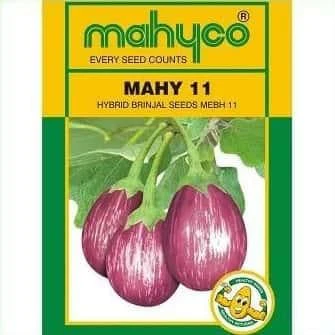 Mahy 11 (Mebh 11) Brinjal Seeds - Early maturity, Non- Spiny, Purple Striped -Kisanjeevan
