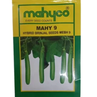 MAHY 9 HYBRID BRINJAL SEEDS. -Kisanjeevan