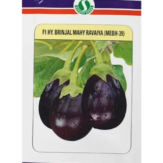 Mahy Ravaiya Mebh-39 Brinjal Seeds - Oval, Reddish Purple, High Yield-kisanjeevan