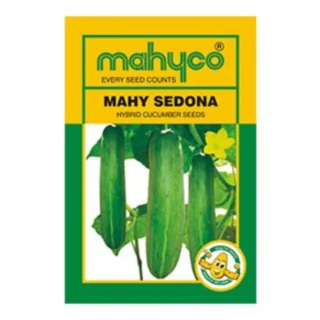 Sedona Hy Cucumber seeds -Kisanjeevan
