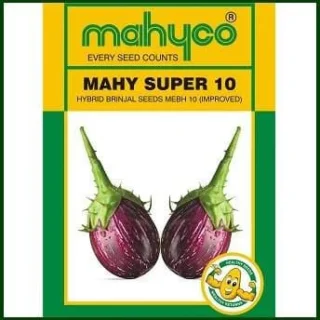 SUPER 10 BRINJAL -Kisanjeevan
