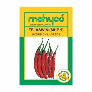 Tejaswaini Chilli Seeds – Dark Green to Glossy Red Fruits with High Pungency -Kisanjeevan