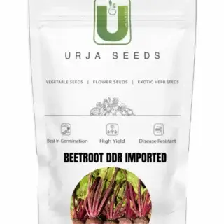 URJA BEETROOT DDR (IMPORTED) -Kisanjeevan
