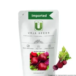 URJA Beetroot Ruby Queen – Premium High Yielding Imported Seeds -Kisanjeevan