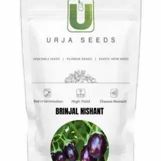 URJA BRINJAL F1 NISHANT -Kisanjeevan