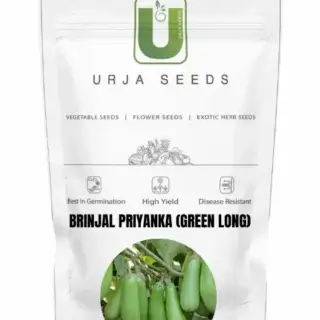 URJA BRINJAL F1 PRIYANKA (GREEN LONG) -Kisanjeevan
