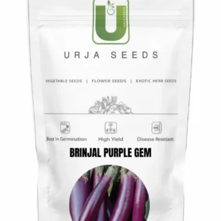 URJA BRINJAL F1 PURPLE GEM -Kisanjeevan