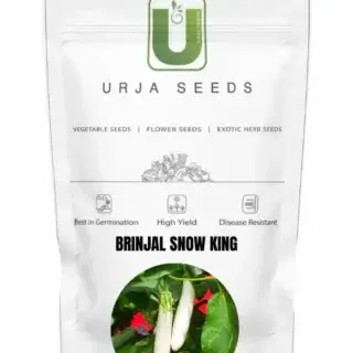 URJA BRINJAL F1 SNOW KING-Kisanjeevan