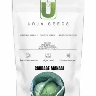 URJA CABBAGE F1 MANASI (FLAT ROUND) -Kisanjeevan