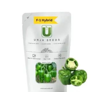 URJA CAPSICUM F-1 HYBRID CHETAK -Kisanjeevan