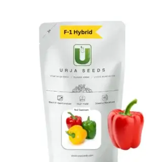 URJA RED - CAPSICUM SEEDS -Kisanjeevan