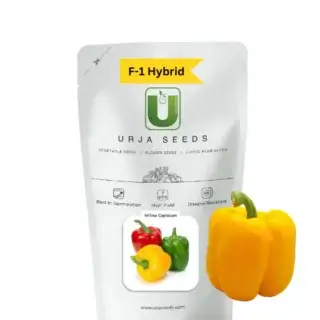 URJA YELLOW CAPSICUM SEEDS -Kisanjeevan