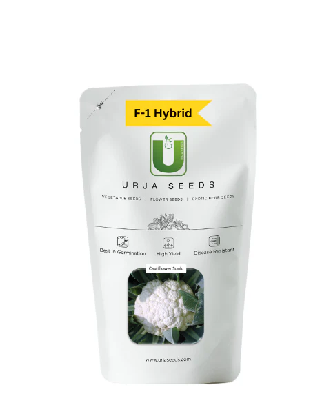 URJA CAULIFLOWER F-1 HYBRID SONIC -Kisanjeevan