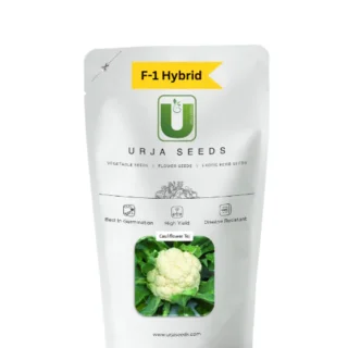URJA CAULIFLOWER F-1 HYBRID TEJ -Kisanjeevan