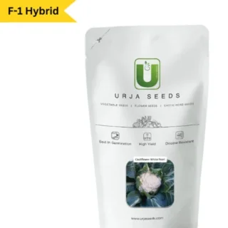 URJA CAULIFLOWER F-1 HYBRID WHITE PEARL -Kisanjeevan