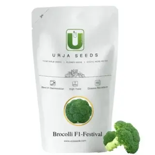URJA F1 Festival Broccoli Seeds – High-Yield & Quick-Maturing -Kisanjeevan